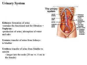 Urinary System Kidneys formation of urine contains the