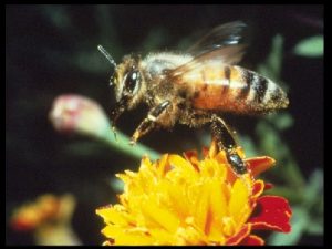 Honey math To produce a kilogram of honey