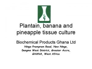 Plantain banana and pineapple tissue culture Biochemical Products