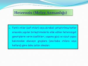 Heterozis Melez Azmanl q Farkl rklar saf rklar