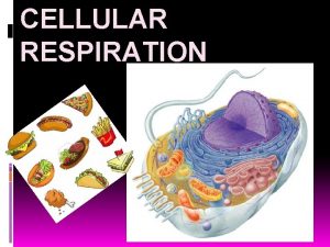 CELLULAR RESPIRATION Cellular Respiration What does cellular mean