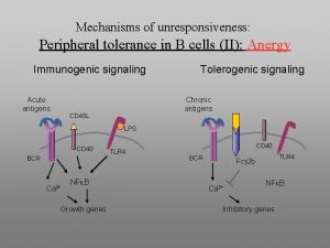 Mechanisms of unresponsiveness Peripheral tolerance in B cells