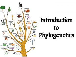 Introduction to Phylogenetics Phylogenetics Phylogenetics is the study