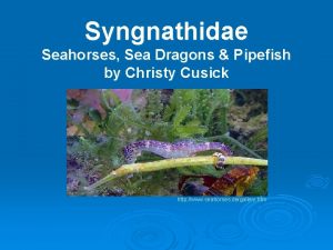 Syngnathidae Seahorses Sea Dragons Pipefish by Christy Cusick