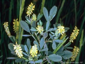 Las Leguminosas La tercera familia en importancia florstica