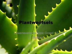 Plantweefsels Lewenswetenskappe Graad 10 J Oliphant Plantweefself 1