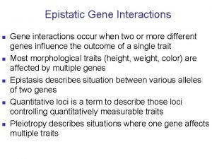 Epistatic Gene Interactions n n n Gene interactions