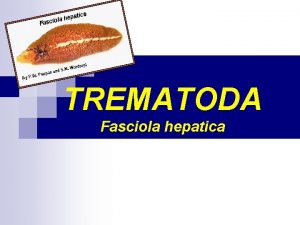 TREMATODA Fasciola hepatica Introduction n n Trematodes are