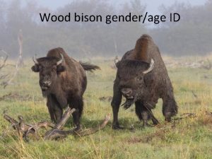 Wood bison genderage ID Male bison characteristics Head