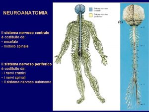 NEUROANATOMIA a Il sistema nervoso centrale costituito da