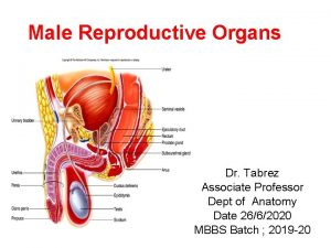 Male Reproductive Organs Dr Tabrez Associate Professor Dept