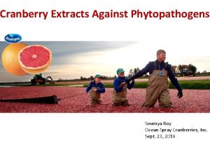 Cranberry Extracts Against Phytopathogens Soumya Roy Ocean Spray