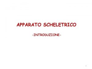 APPARATO SCHELETRICO INTRODUZIONE 1 Funzioni dellosso 1 Sostegno