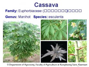 Cassava Family Euphorbiaceae Genus Manihot Species esculenta Department