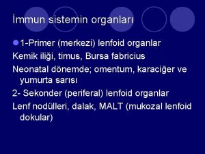 mmun sistemin organlar l 1 Primer merkezi lenfoid