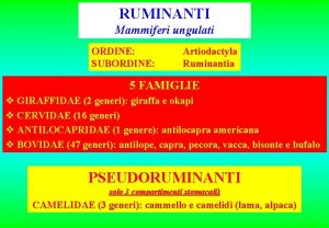 RUMINANTI Mammiferi ungulati ORDINE SUBORDINE Artiodactyla Ruminantia 5