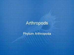 Arthropods Phylum Arthropoda Make up largest phylum of