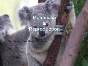 Mammalia Reproduction By Rachel Nico Brandon Lauren Mammalia