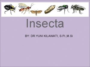 Insecta BY DR YUNI KILAWATI S Pi M