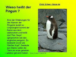 Wieso heit der Pinguin Emily Scheer Klasse 4