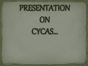 PRESENTATION ON CYCAS Position GYMNOSPERMAE Division CYCADOPHYTA Class