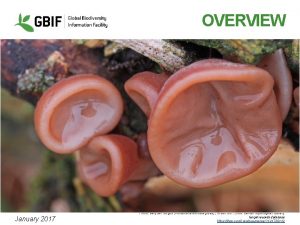 OVERVIEW January 2017 Photo Jelly ear fungus Auricularia