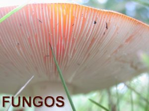 FUNGOS Caractersticas gerais Eucariontes Uni ou pluricelulares Hetertrofos