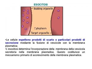 ESOCITOSI Le cellule espellono prodotti di scarto o