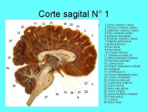 Corte sagital N 1 1 Genu corporis callosi