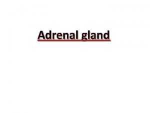 Adrenal gland ADRENAL GLANDS The adrenal glands are