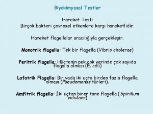 Biyokimyasal Testler Hareket Testi Birok bakteri evresel etkenlere