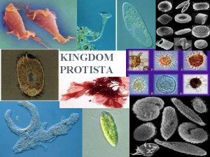 KINGDOM PROTISTA PROTIST CHARACTERISTICS Organisms in the kingdom