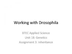 Working with Drosophila BTEC Applied Science Unit 18