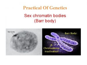 Practical Of Genetics Sex chromatin bodies Barr body