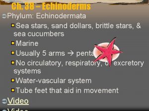 Ch 38 Echinoderms Phylum Echinodermata Sea stars sand