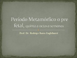 Perodo Metamrfico o pre fetal quinta a octava