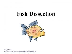 Fish Dissection Image from http www chm bris