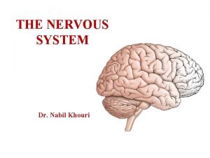 THE NERVOUS SYSTEM Dr Nabil Khouri Divisions of