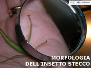 MORFOLOGIA DELLINSETTO STECCO Come osservare la morfologia dellinsetto