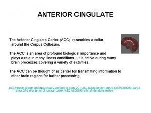 ANTERIOR CINGULATE The Anterior Cingulate Cortex ACC resembles