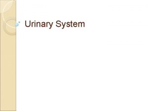 Urinary System Urinary System Functions Remove salts and