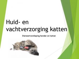 Huid en vachtverzorging katten Diersoortverdieping honden en katten