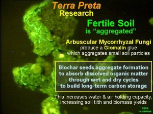 Terra Preta Research Fertile Soil is aggregated Arbuscular