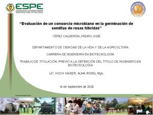 Evaluacin de un consorcio microbiano en la germinacin