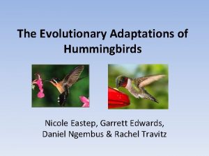 The Evolutionary Adaptations of Hummingbirds Nicole Eastep Garrett