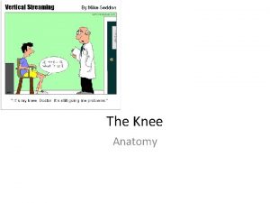 The Knee Anatomy The Bones The knee is