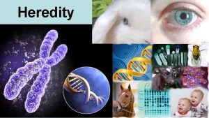 Heredity REPRODUCTION When new organisms OFFSPRING are formed