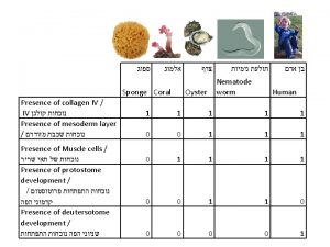 Sponge Coral Presence of collagen IV IV Presence