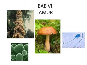 BAB VI JAMUR FUNGI JAMUR Jamur fungi cendawan