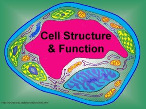 Cell Structure Function http koning ecsu ctstateu educell